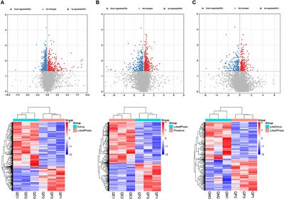 Identification of hub genes associated with follicle development in multiple births sheep by WGCNA